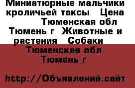 Миниатюрные мальчики кроличьей таксы › Цена ­ 6 500 - Тюменская обл., Тюмень г. Животные и растения » Собаки   . Тюменская обл.,Тюмень г.